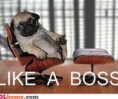 /album/fotogalerij/lika-a-boss-jpg/